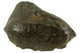 Fossil Whale Ear Bone - Miocene #69661-1